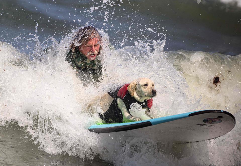 Rippin Rosie catches a wave during the World Dog Surfing Championships in Pacifica, California, on August 5, 2023. The event helps local charities raise money by sponsoring a contestant or a team, with a portion of the proceeds going to dog, environmental, and surfing nonprofit organizations. (Photo by JOSH EDELSON / AFP) (Photo by JOSH EDELSON/AFP via Getty Images)