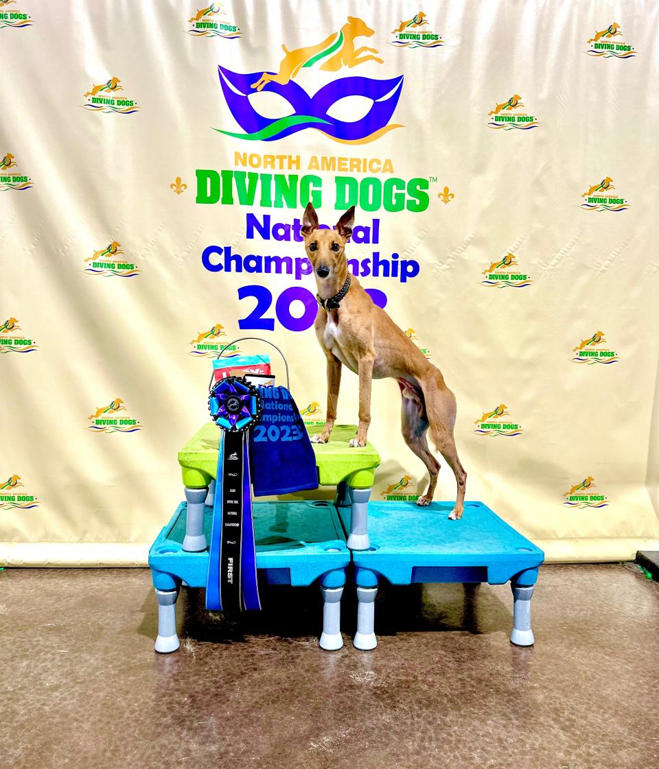 Rogue, a whippet who resides in Michigan City with Lindsay Manetti, won in the air retrieve category in dock diving at the North America Diving Dogs' national championship competition in October 2023 in Springfield, Mo. Air retrieve is a competition for dogs to knock a bumper — a dog toy roughly the size of a waterfowl — the farthest in the water.