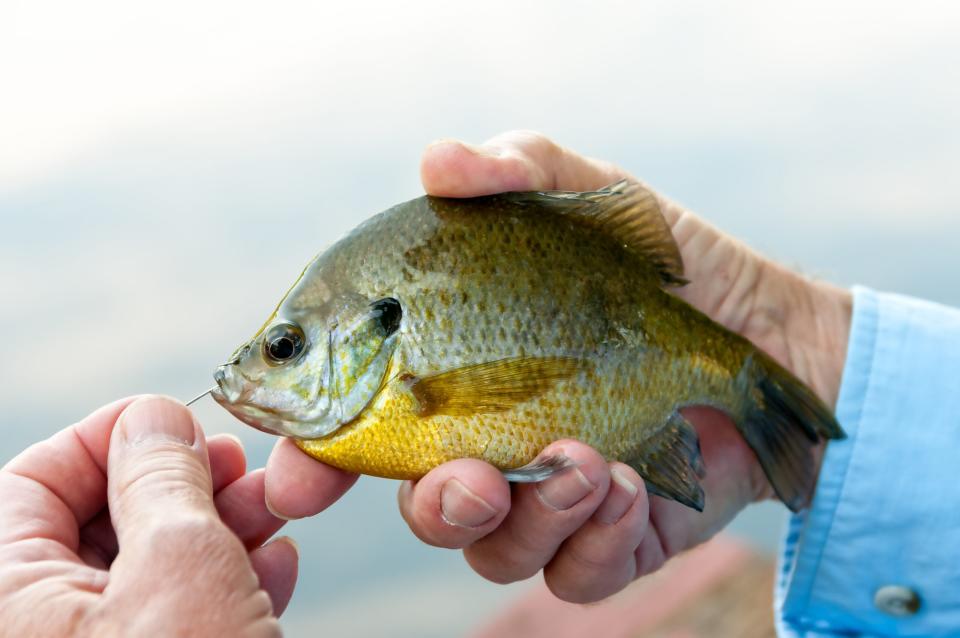 person holding bluegill