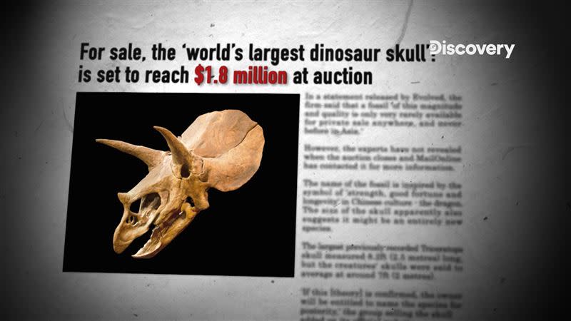 三角龍頭化石拍賣美金180萬（圖／Discovery提供）