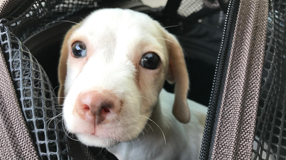 Moose the dog in a carrier