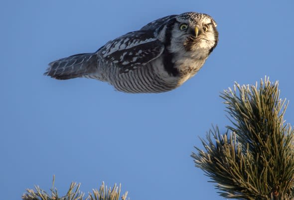 'Torpedo' owl spotted in Finland