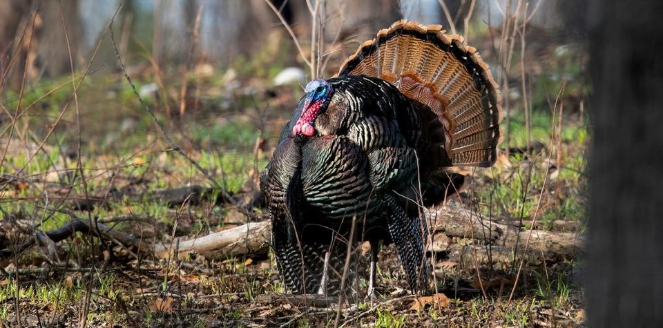 Youth hunters age 17 checked 1,823 turkeys during special two-day hunt last weekend, a 65.3% increase from last year.
