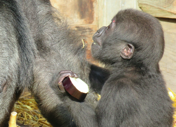 Happy: Afia is now getting used to her new home at Bristol Zoo (PA)