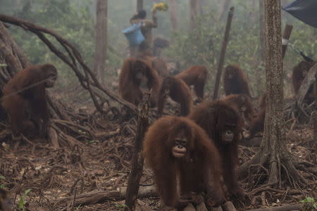 Orangutans walk as haze shrouds the Borneo Orangutan Survival Foundation camp in Nyaru Menteng, Indonesia's Central Kalimantan province, in this October 5, 2015 file photo taken by Antara Foto. REUTERS/Rosa Panggabean/Antara Foto/Files