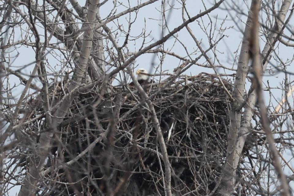 A bald eagle sits in an active nest in 2022 in Milwaukee County.