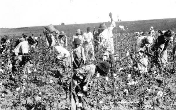 Ex-slaves and children picking cotton in the Jefferson County fields. (Circa 1890)