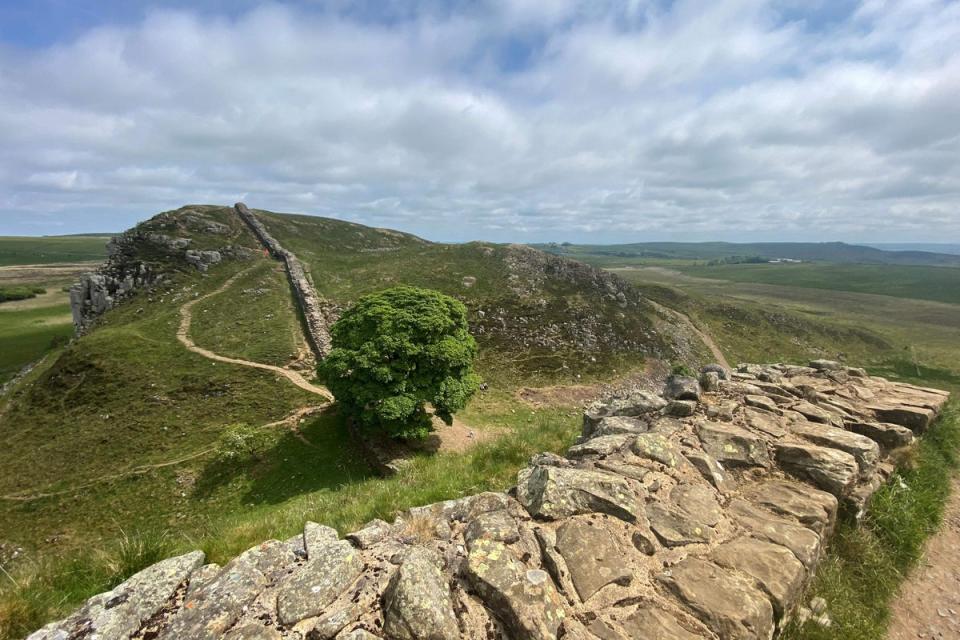 Sycamore Gap, uno de los árboles más fotografiados del mundo, se destaca junto al Muro de Adriano cerca de Hexham, al norte de Inglaterra. (AFP/Getty)