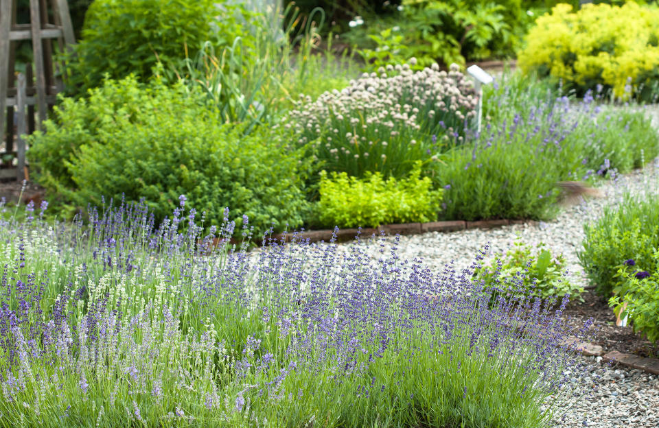 <p>Mettez toutes les chances de votre côté afin de profiter d’un beau jardin tout l’été. <b>Voici quelques conseils précieux pour économiser l’eau</b> ou bien cultiver des végétaux sans eau :</p> <ul class="items"> <li><b>adoptez des plantes locales et résistantes</b> qui vont vivre dans des bonnes conditions et non subir des périodes de chaud ou de froid. Dans le sud de la France, préférez des végétaux résistants. Vous serez étonné des stratégies que peuvent mettre en place certaines fleurs pour lutter contre ce manque d’eau ;</li> <li><b>ombragez des espaces sur le balcon ou sur la terrasse</b> afin de pouvoir mixer les végétaux et offrir aux moins résistants, une ombre bénéfique à leur développement. Prévoyez des tonnelles, des pergolas ou des voiles d’ombrage ;</li> <li><b>créez des massifs secs avec des rocailles, des graviers ou des gravillons</b> en vous inspirant des <a href="https://www.elle.fr/Deco/Exterieur/Jardin/Amenager-une-allee-de-pas-japonais-au-jardin-4012658" rel="nofollow noopener" target="_blank" data-ylk="slk:jardins japonais;elm:context_link;itc:0;sec:content-canvas" class="link ">jardins japonais</a>. Ces terrains sont favorables à la culture de graminées, plantes grasses ou vivaces, résistantes au manque d’eau ;</li> <li><b>diminuez les surfaces de pelouse</b> au détriment de massifs non-consommateurs en eau ou de plantes de substitution comme la camomille romaine, l’helxine ou le thym hirsute. Une belle pelouse demande beaucoup d’eau, régulièrement ;</li> <li><b>désherbez souvent les massifs</b> afin que les mauvaises herbes ne pompent pas inutilement l’humidité du sol nécessaire aux plantes cultivées ;</li> <li><b>paillez un maximum</b> les surfaces avec du paillis minéral ou végétal afin de couvrir le sol et d’éviter l’évaporation de l’eau ;</li> <li><b>stockez l’eau de pluie</b> dans des réserves d’eau pour arroser les plantes gourmandes. Si vous n’avez pas cette opportunité, optez pour des végétaux résistants afin de les conserver longtemps, malgré ces épisodes de sécheresse ;</li> <li><b>choisissez le meilleur moment pour arroser</b>, c’est-à-dire le soir pour éviter l’évaporation de l’eau et profiter de toute la nuit, de cette humidité non négligeable.</li> </ul><br>