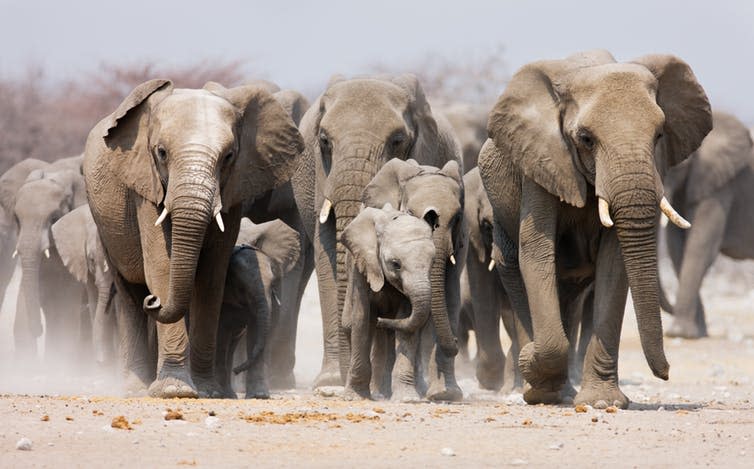 <span class="caption">Elephants live in sophisticated social groups.</span> <span class="attribution"><a class="link " href="https://www.shutterstock.com/image-photo/large-herd-elephants-approaching-over-dusty-42996799" rel="nofollow noopener" target="_blank" data-ylk="slk:Johan Swanepoel/Shutterstock;elm:context_link;itc:0;sec:content-canvas">Johan Swanepoel/Shutterstock</a></span>