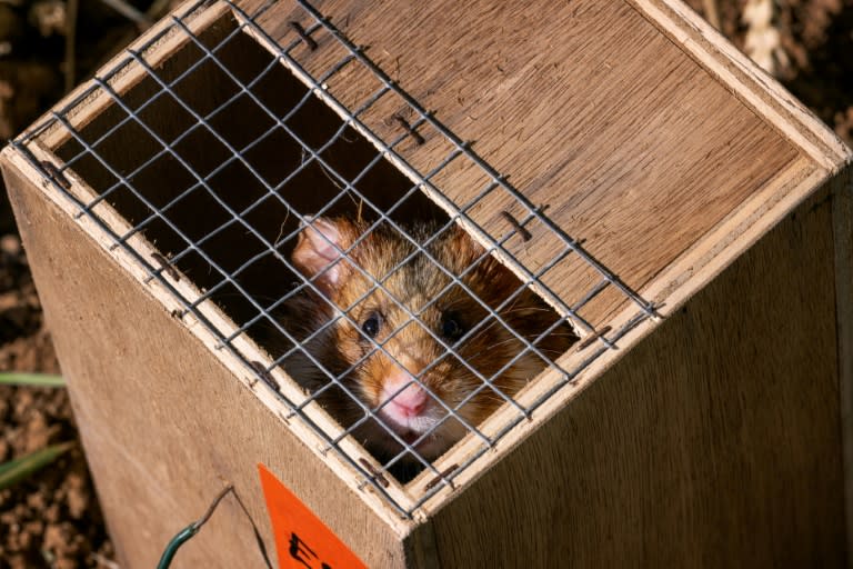 

Un grand hamster d'Alsace attend dans une cage d'être libéré dans le cadre d'un programme de réintroduction à Ernolsheim-Bruche, le 14 juin 2022 dans le Bas-Rhin (AFP/Archives - PATRICK HERTZOG)