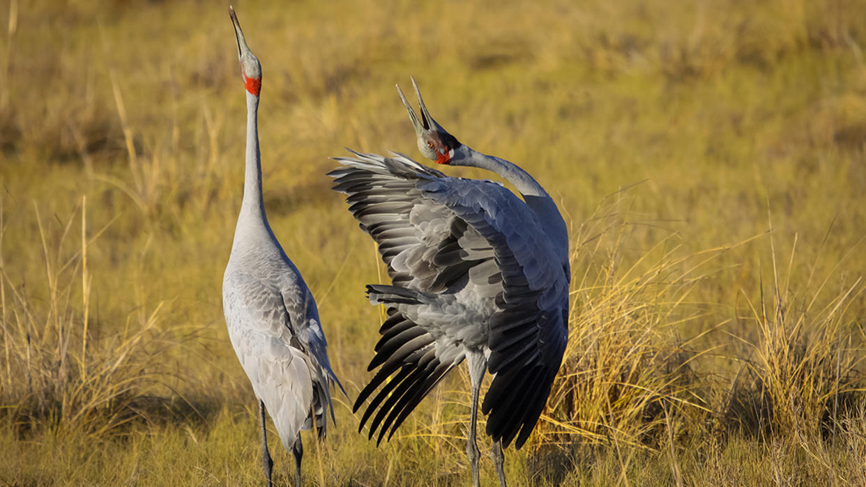  Some animals bend over backwards when courting their mates, like this brolga — a crane-like bird — in Queensland, Australia.  