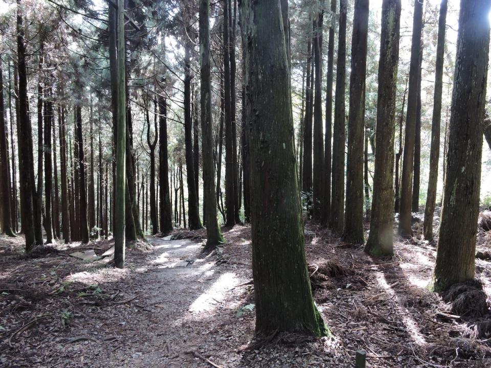 檜山巨木森林步道（圖片來源：新竹分署）