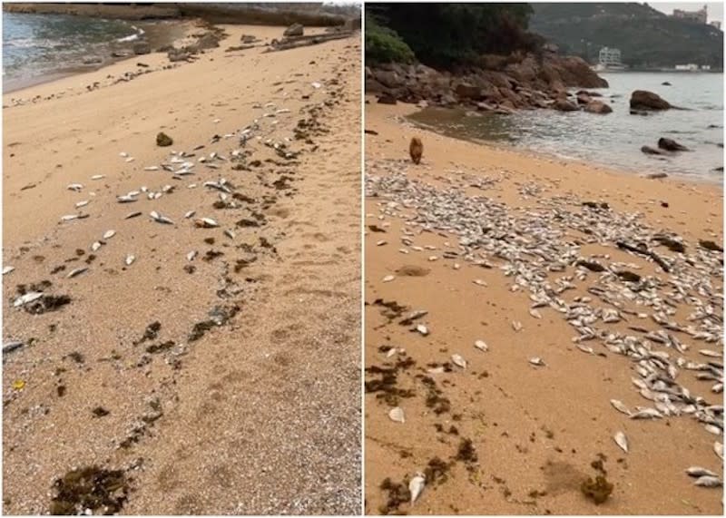 赤柱一個海灘上堆積過千條死魚，腥臭味直撲赤柱大街。(受訪者提供)

