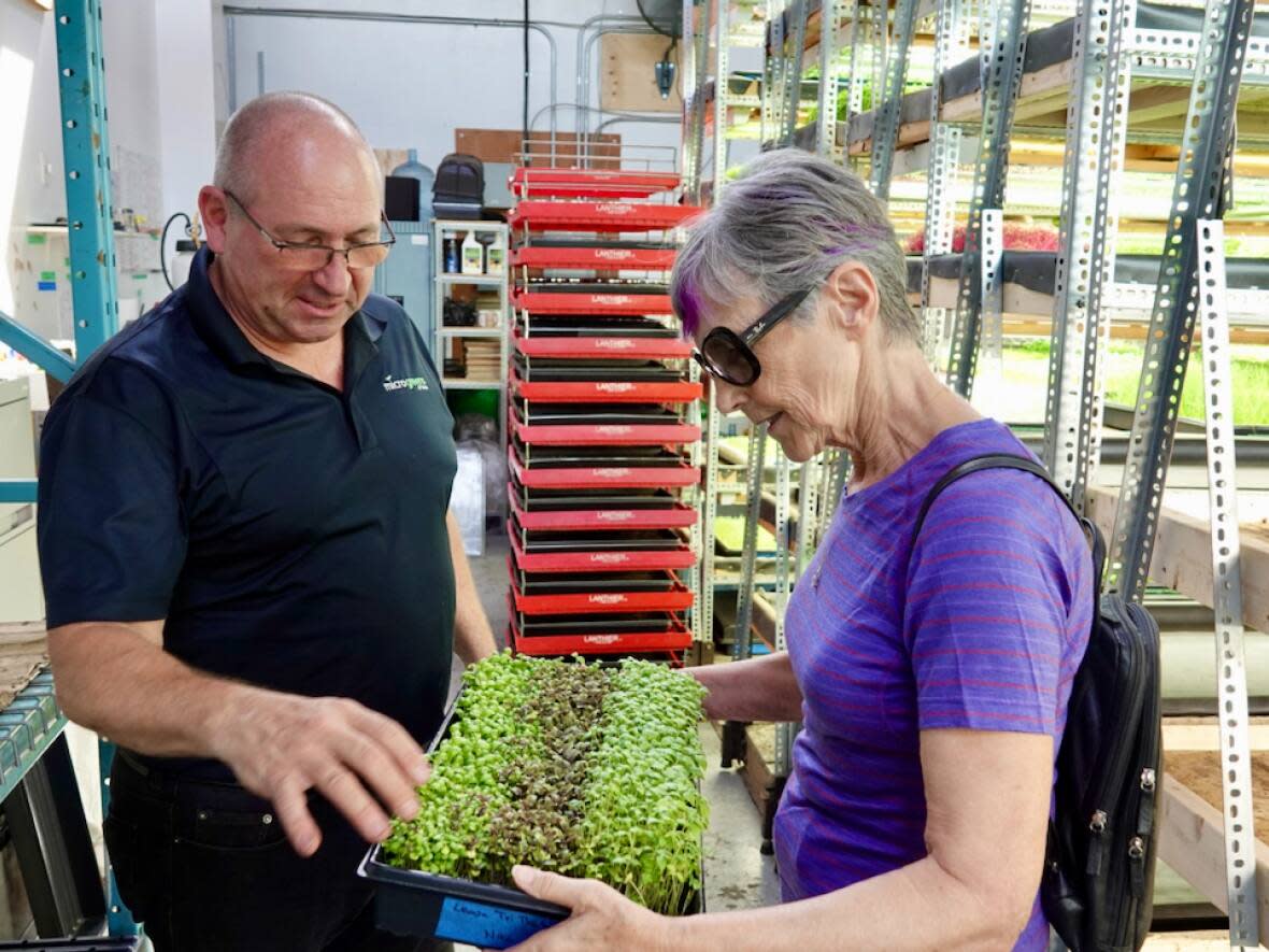 Jace Baart, owner of Microgreens Ottawa, hands over a tray of basil to Foodsharing Ottawa volunteer Moninna Running. (Giacomo Panico/CBC - image credit)