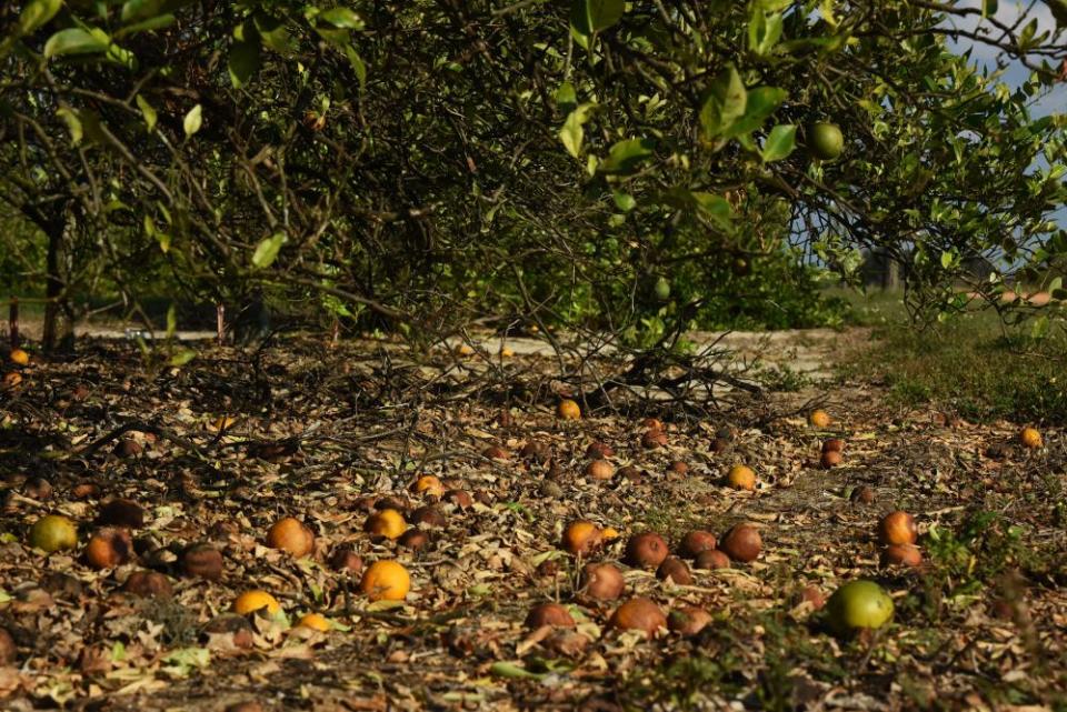 Oranges lie on the ground under a tree in a Florida orange grove