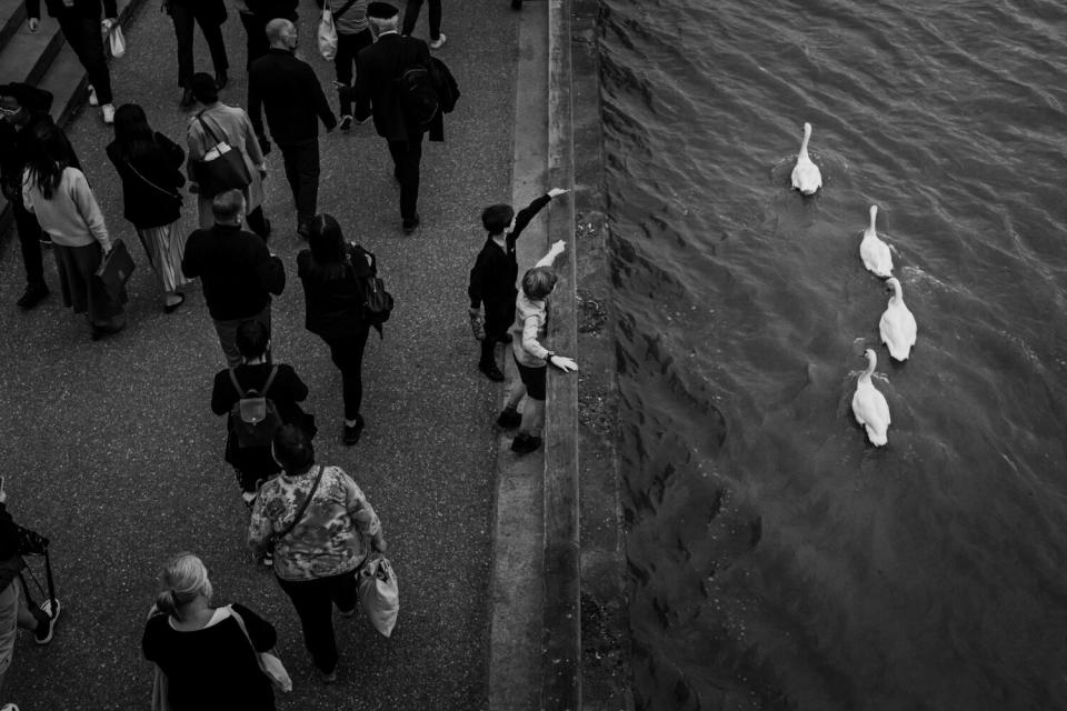 A bevy of swans float along the River Thames