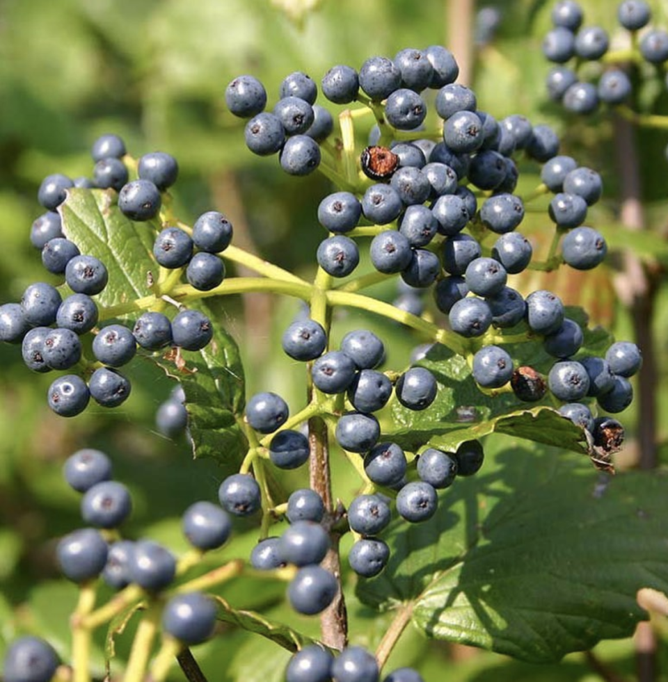 Arrowwood viburnum produces many nutritious blue berries known as drupes.