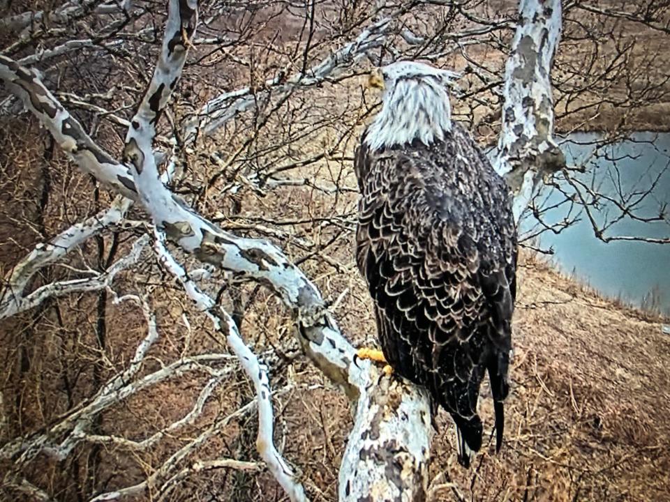 The new female is seen near the nest at St. Patrick's County Park in South Bend, as viewed on the University of Notre Dame's "eagle cam" on Feb. 22, 2023.