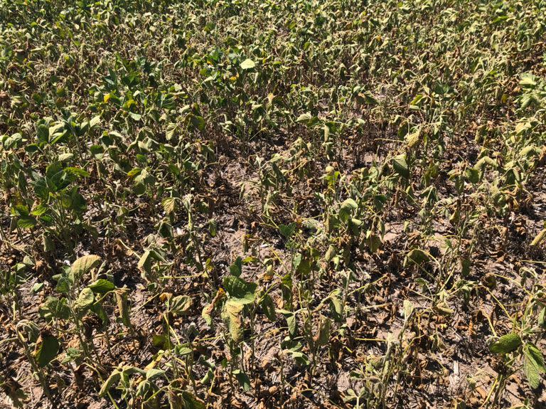 La ola de calor terminó por liquidar a la soja y se descuentan más pérdidas de rindes