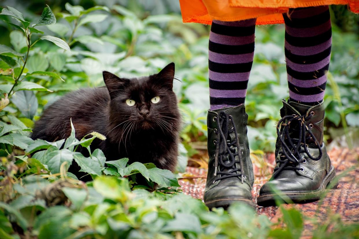 Halloween black cat sitting outside near little girl legs wearing orange dress, purple striped tights and leather boots