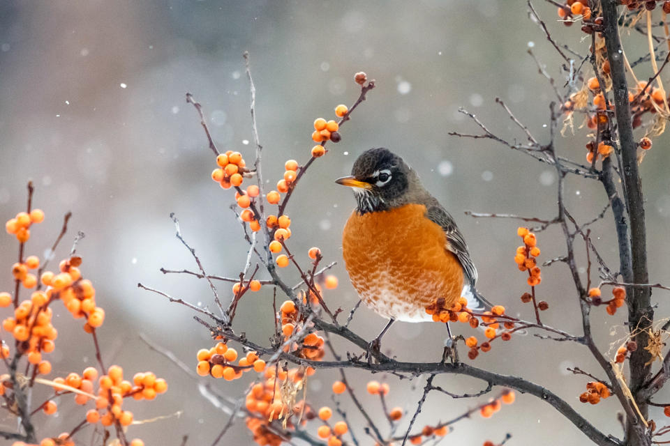 American Robin