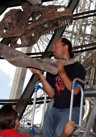 A worker reconstructs dinosaur fossil at the Eiffel tower, in Paris, France, June 2, 2018 ahead of its auction on Monday. REUTERS/Philippe Wojazer