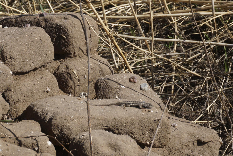 A lizard suns itself on adobe bricks outside the 1860s San Isidro chapel near the hamlet of Holman, New Mexico, Saturday, April 15, 2023. The bricks, made by mixing dirt, sand and straw, were made to build Catholic churches and chapels for brotherhoods like this since these rural mountain valleys were the remote frontier of the Spanish empire four centuries ago. Members of the brotherhood recently used these bricks to build a new kitchen for Lent celebrations and hosting pilgrims. (AP Photo/Giovanna Dell'Orto)