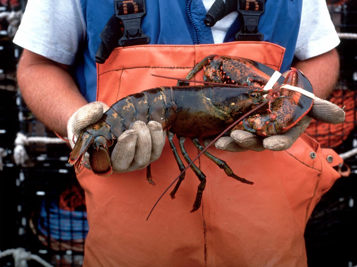 Hands Holding Lobster