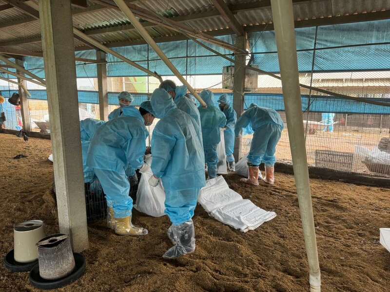 雲林褒忠1土雞場染H5N1禽流感  撲殺7824隻雞 雲林縣褒忠鄉1土雞場日前出現異常死亡，經通報後 確診H5N1禽流感，雲林縣動植物防疫所28日撲殺銷 毀7824隻47日齡的黑羽土雞。 （雲林縣政府提供） 中央社記者姜宜菁傳真  113年3月28日 