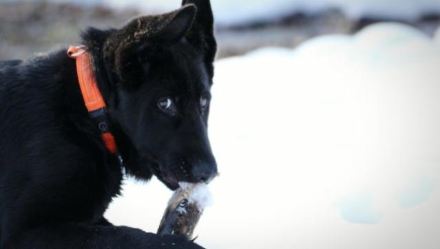 Dogs could benefit from eating table scraps, raw meat, study says