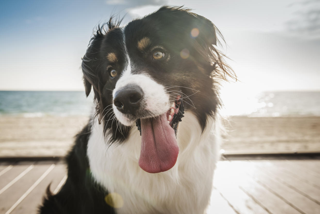 <em>Dog owners are being urged to avoid exercising their pets during the hottest parts of the day (Picture: Getty)</em>