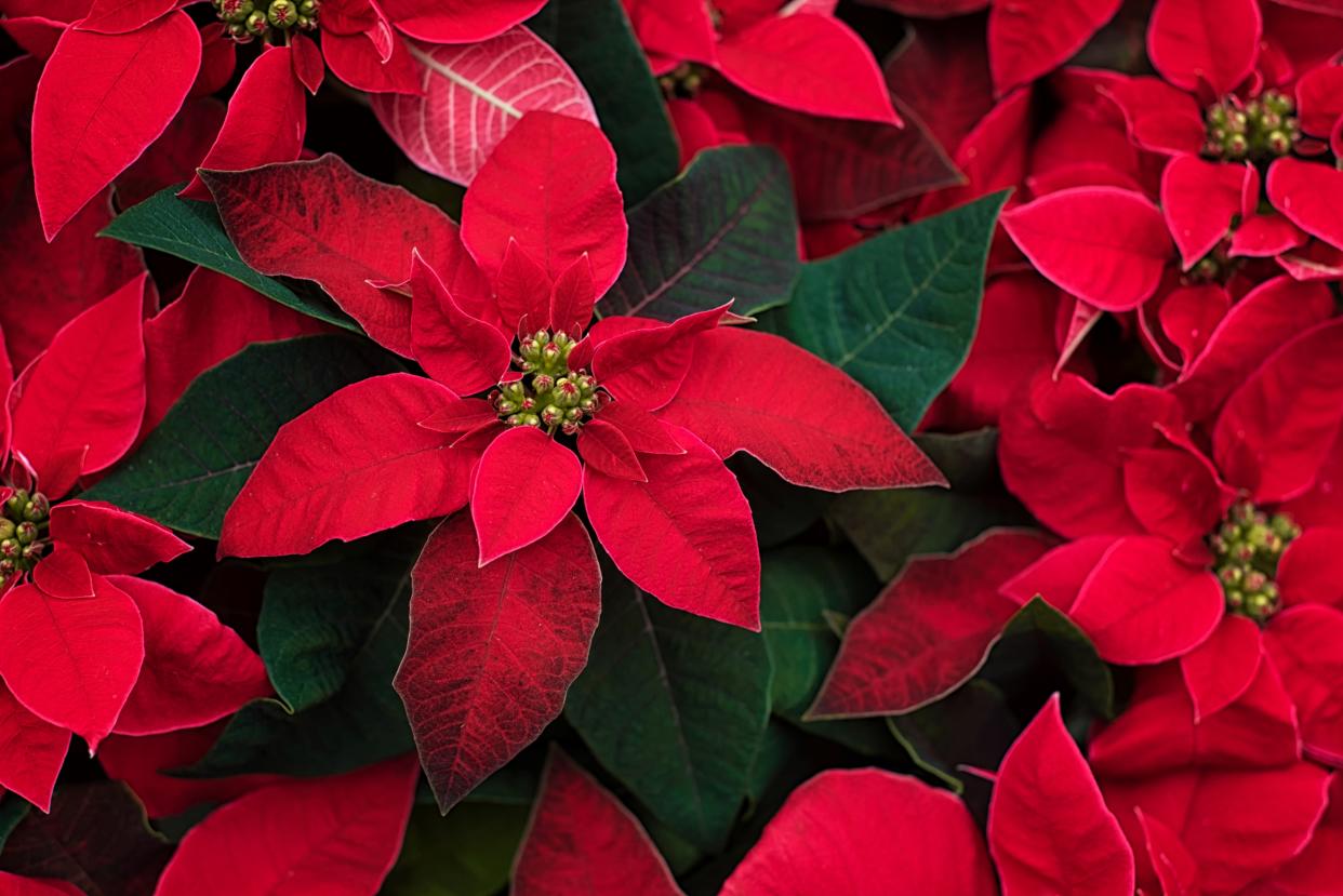  Poinsettia. 