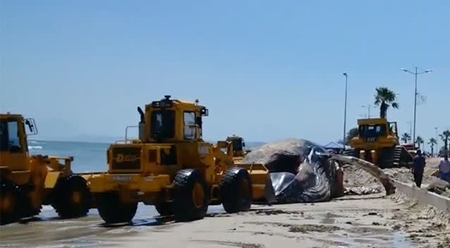 Three front-end loaders and a bulldozer were brought in for the grizzly job. Photo: Screenshot