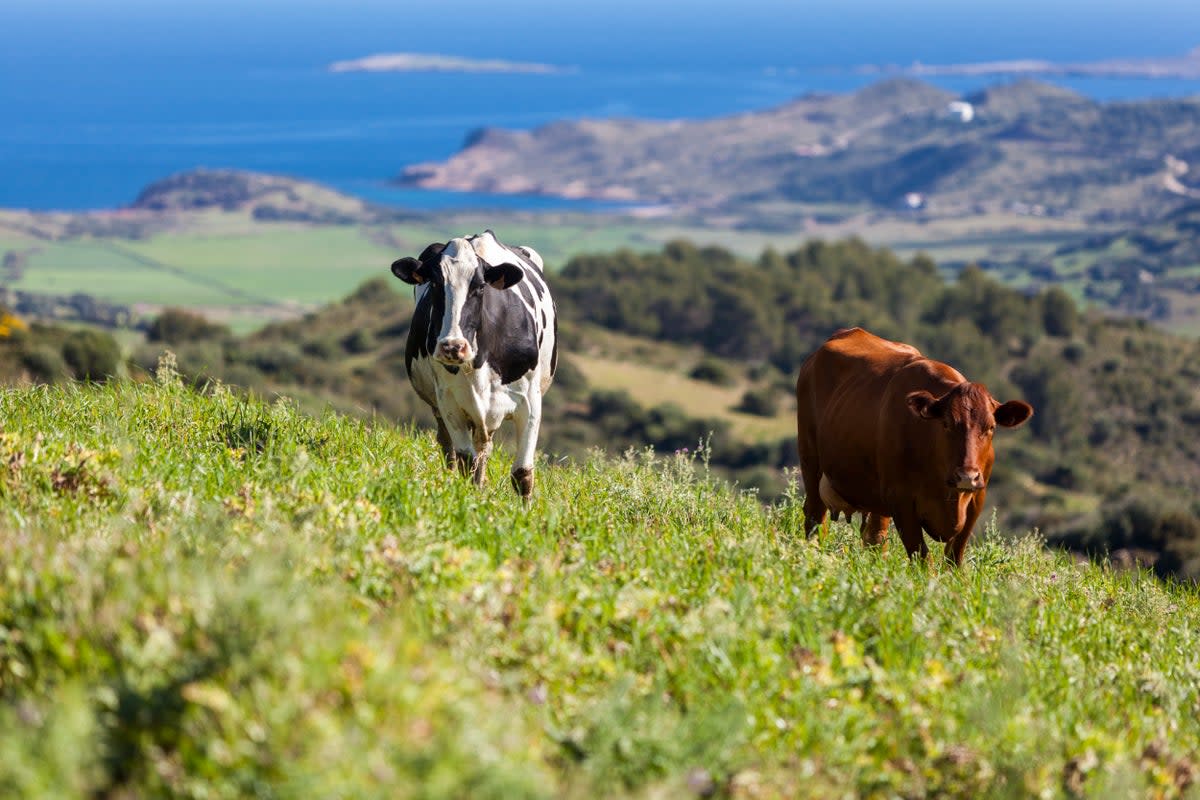 Menorca has countryside for rambling as well as pristine beaches (AETIB)