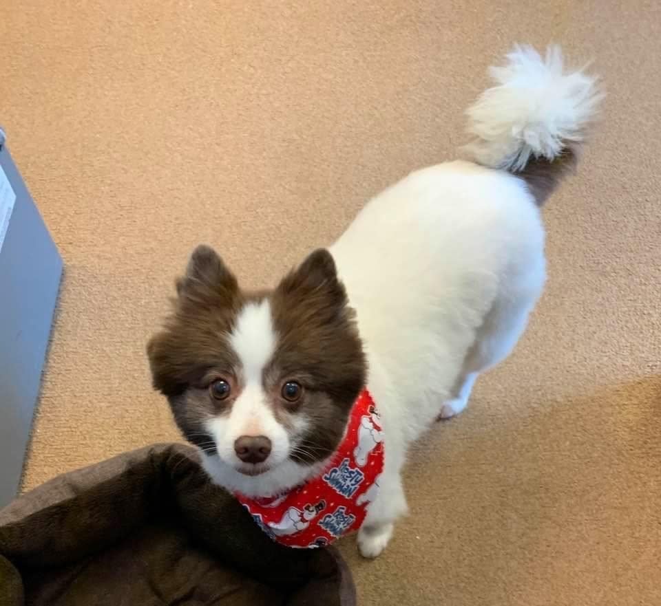 a dog looking up with a bandana