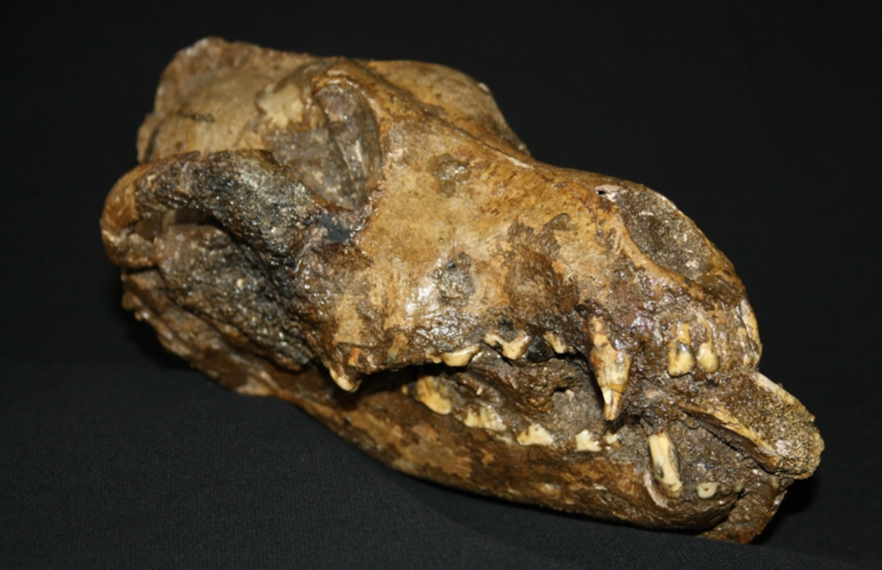 Scientists thing they have found evidence of the earliest domestication of dogs. (Picture: University of Arkansas)