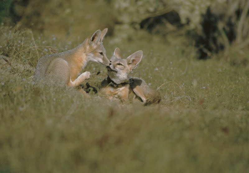 Handout photo of San Joaquin kit foxes