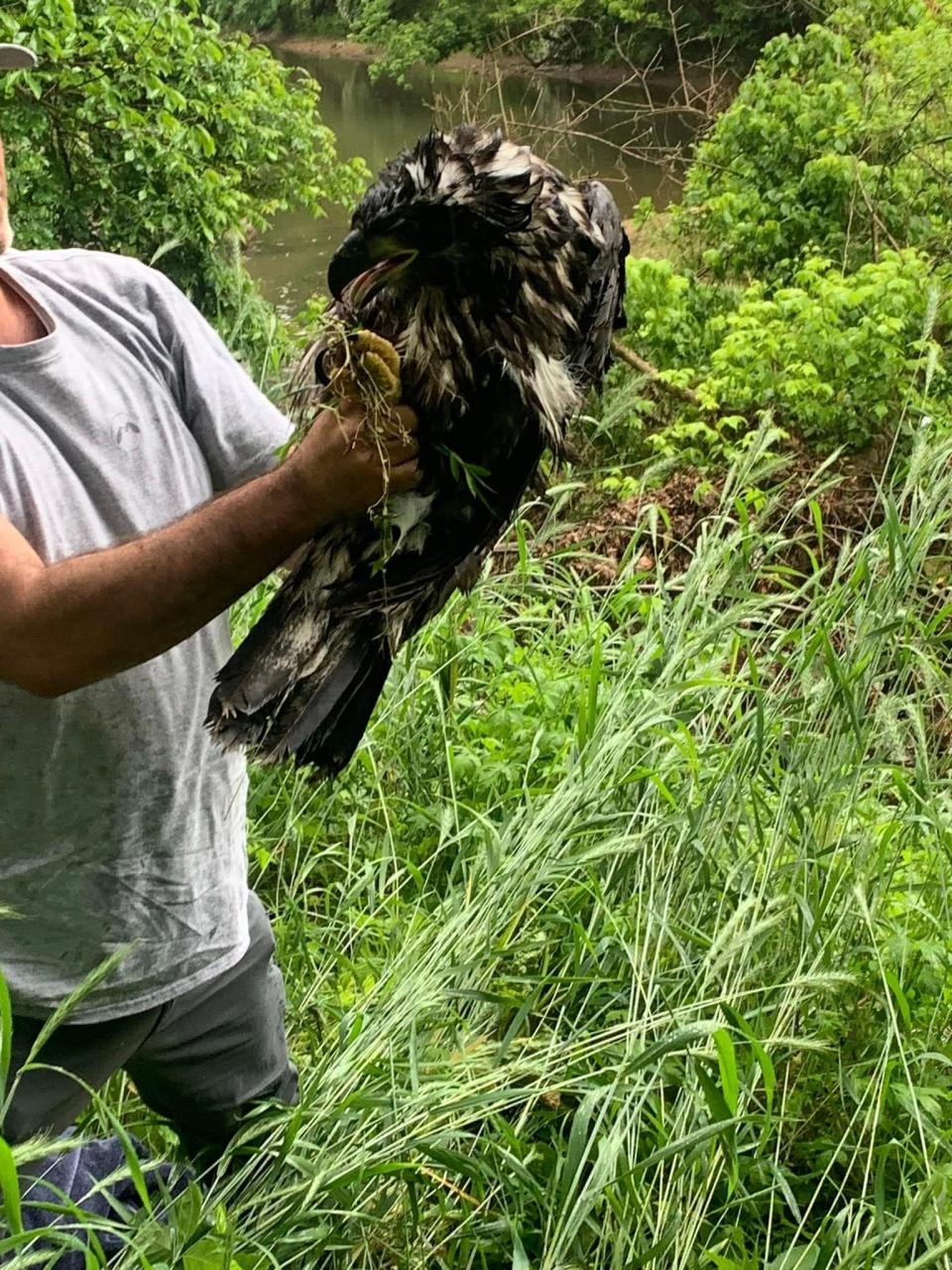 A rescuer holds DG4 shortly after it was rescued following a 90-foot fall from its nest on Monday, May 29, 2023.