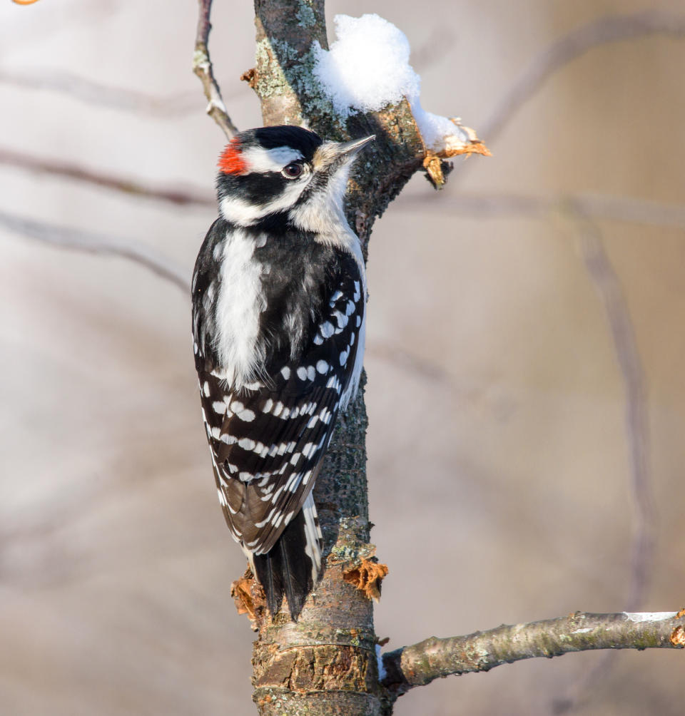 Downy Woodpecker