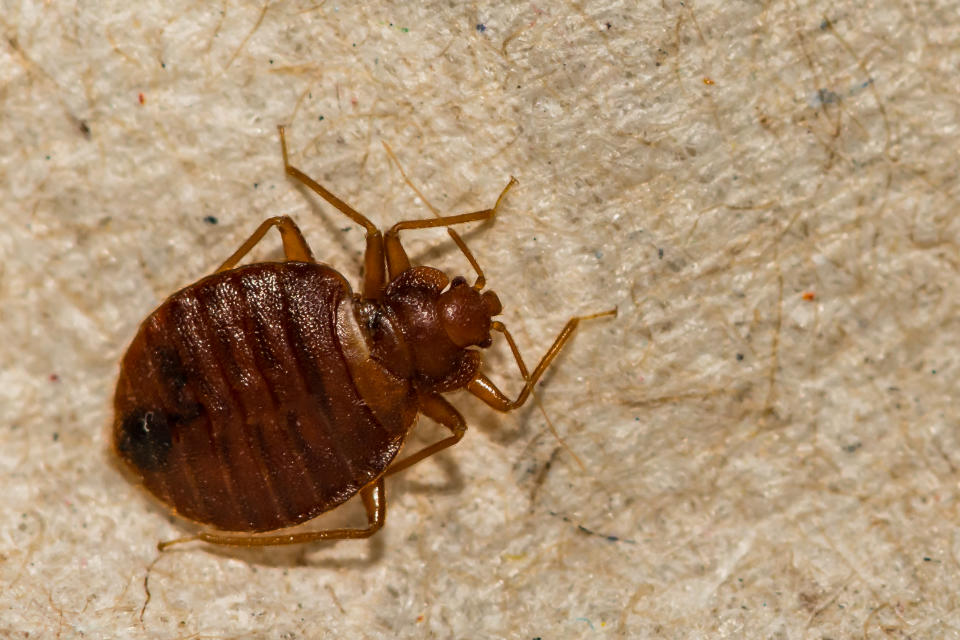 Une punaise de lit est un petit insecte de forme ovale et aplatie, mesurant généralement entre 5 et 7 millimètres de longueur (Crédit : Getty Images/iStockphoto)