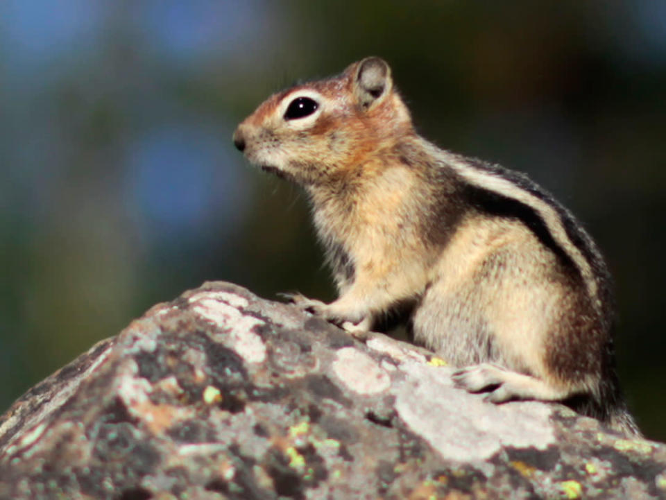 A chipmunk sits on a rock in Yellowstone National Park, Wyoming August 13, 2011. Picture taken August 13, 2011. REUTERS/Lucy Nicholson