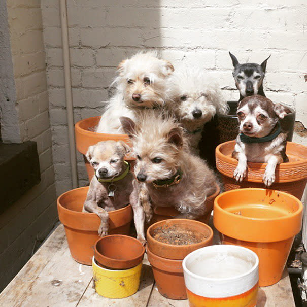 Steve rescata perros muy ancianos y les da un hogar para siempre