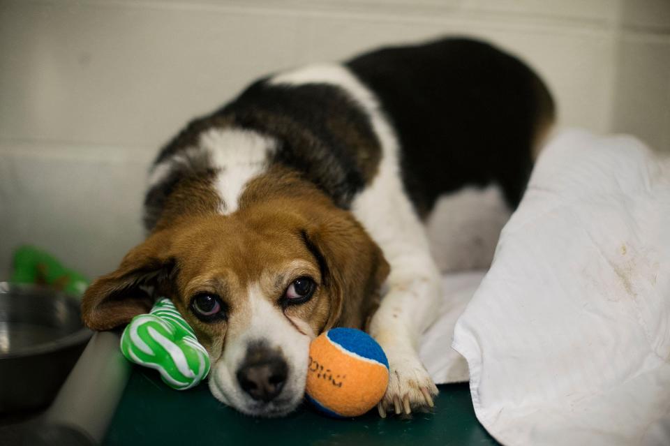 Maggy, a dog up for adoption, sits in the kennel on Wednesday, April 19, 2017 at the Friends for Animals of Metro Detroit, an Animal Shelter, in Dearborn. The shelter has plans to move to a new building. Rachel Woolf, Special to the Free Press