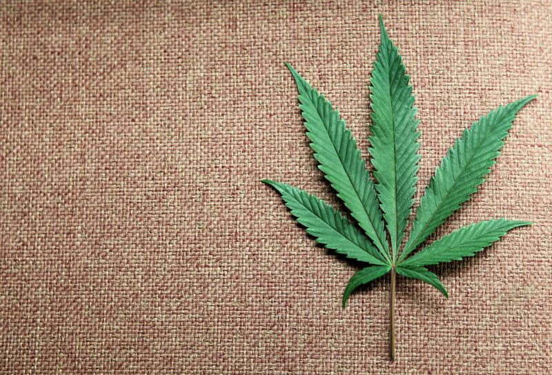 FILE PHOTO: A marijuana leaf is displayed at Canna Pi medical marijuana dispensary in Seattle
