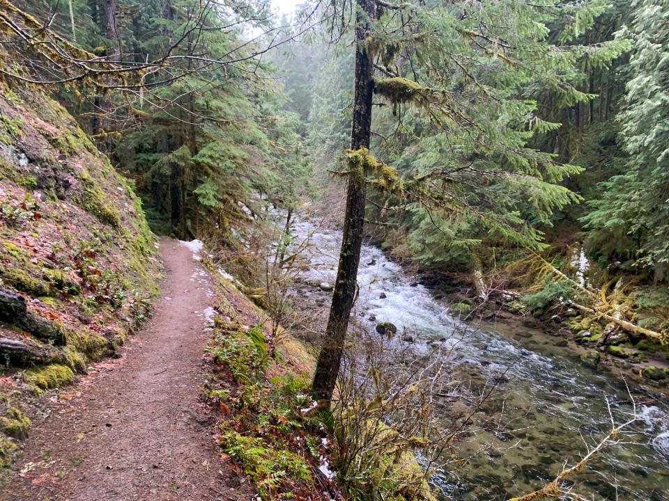 El Salmon River Trail se dirige al Salmon-Huckleberry Wilderness en el área de Welches del Bosque Nacional Mount Hood.