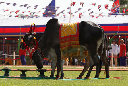 Cambodia's royal oxen eat during a royal ploughing ceremony in Takeo province, Cambodia, May 22, 2019. REUTERS/Stringer