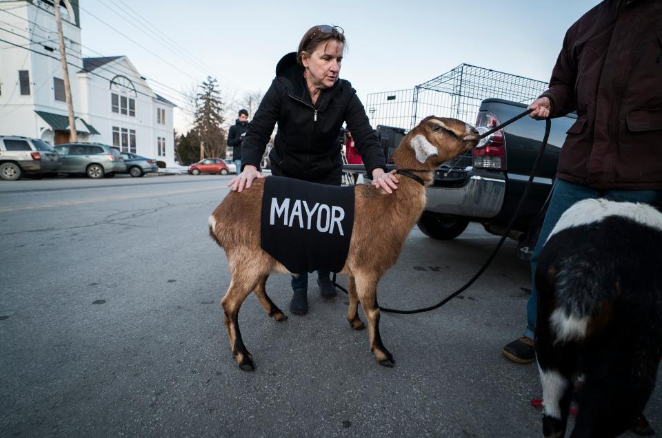 Sally Stanton smooths out a sash reading 'Mayor' on Lincoln, a 3-year-old Nubian goat, before a swearing in ceremony at the town offices in Fair Haven, Vt., on Tuesday, March 12, 2019. The Mayor-elect goat, owned by Sally and Chris Stanton, ran for the special pet election after being nominated by their grandson Sullivan Clark as part of a playground fundraiser.