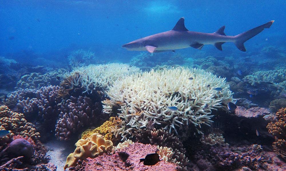 <span>Photograph: James Cook University/AFP via Getty Images</span>