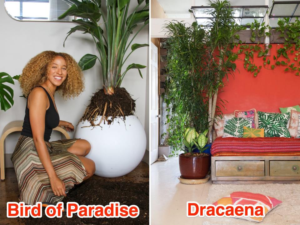 Left: Person poses next to a Bird of Paradise. RIght: A Dracaena in front of a red wall.